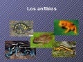 Los anfibios