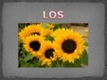 Losgirasoles 120605160356-phpapp02