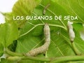 Los Gusanos De Seda