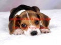 Los perros de la raza beagle