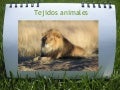 Los Tejidos Animales