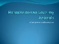 новости около Love my animals