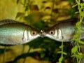 Love the underwater world