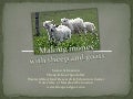 Making money with sheep and goats