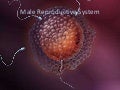 Male reproductive system