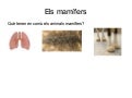 Mamífers