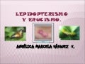 Mariposas
