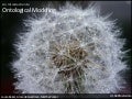 An Introduction to Onological Modeling
