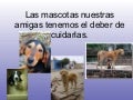 Mascotas