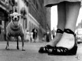 Master Photographer Elliot Erwitt