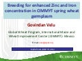 Breeding for enhanced Zinc and Iron concentration in CIMMYT spring wheat germplasm