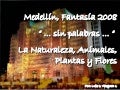 Medellin Navidad 2008