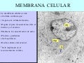 Membrana Celular
