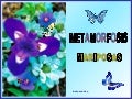 METAMORFOSIS