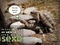 Como planejar sua estratégia em mídias sociais pensando em sexo?