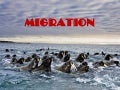 Migration