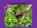 Minimum Birdie