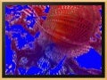 Miroir Fractal