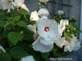 Monjardin