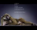 Monkey/febbraio 08