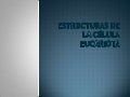 Morfología y estructuras fúngicas1