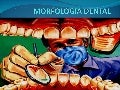 Morfologia Dental Generalidades   