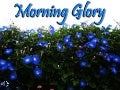 Morning glory (v.m.)