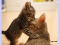 Mother s love