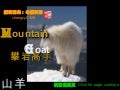 Mountain Goat (攀岩高手~山羊)