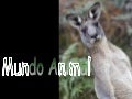 Mundo animal