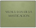 Musculos de la masticacion