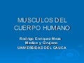 Musculos del cuerpo humano