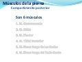Musculos posteriores de la pierna
