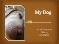 My dog danielvch a01334980