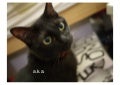 超カジュアルに使うMySQL @ MySQL Casual Talks #2