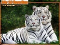 My Ten Favorites Tigers Photos