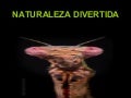 N A T U R A L E Z A  D I V E R T I D A