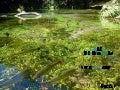 Nascente Do Rio Sucuri   Bonito