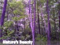 Nature's Beauty
