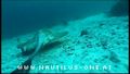 Tauchurlaub auf der Nautilus One (Tauchsafariboot auf den Malediven)
