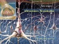 Neurologico acv