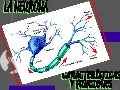 Neuronas 1207957543667038-8 (1)
