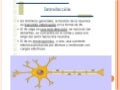 Neurotransmisores, Neuroreceptores y Sinapsis