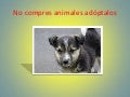 No compres animales adóptalos