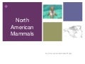 North American Mammals