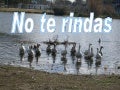 NO TE RINDAS