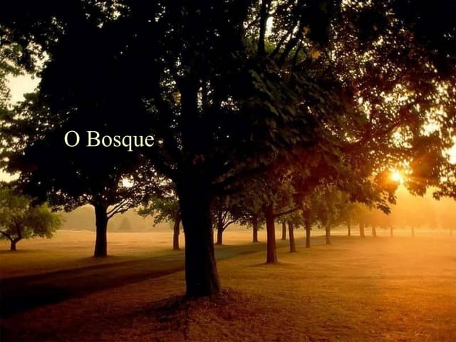 O bosque