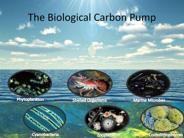 Ocean Biological Pump