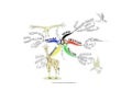 Olympic animals Mind Map