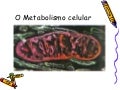 O metabolismo celular